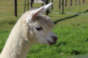 alpaca nutrition
