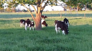 ANIMAL AND PASTURE NUTRITION